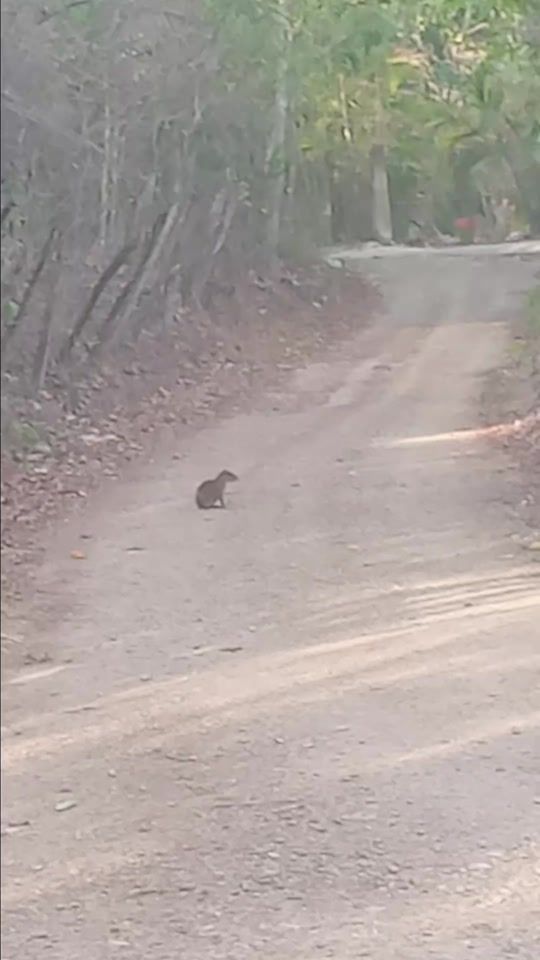 TikTok video thumbnail by chapincito912