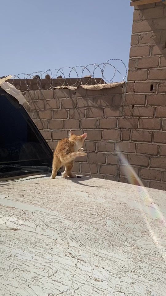 TikTok video thumbnail by baba.tahir4