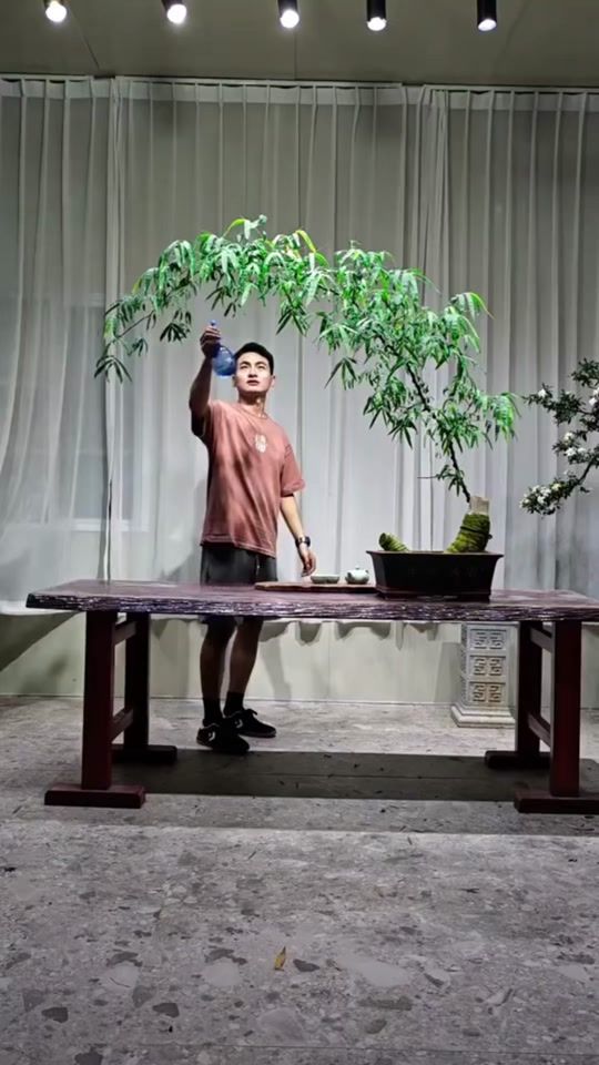 TikTok video thumbnail by bonsai.nhalam