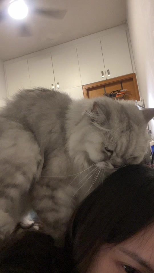 TikTok video thumbnail by thekittycat.jpeg