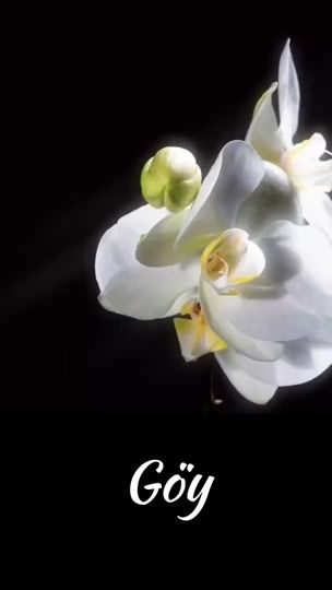 TikTok video thumbnail by 12.xelilova