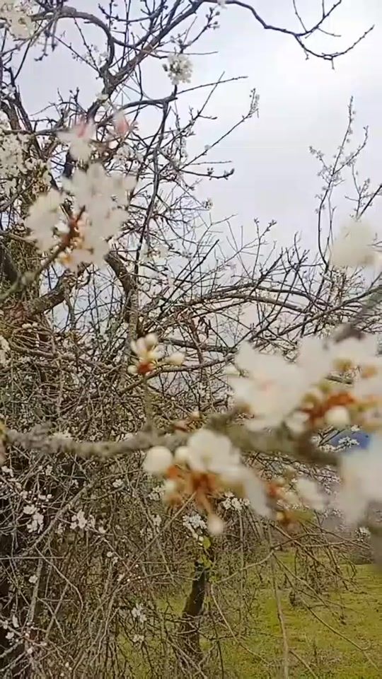 TikTok video thumbnail by _arastun