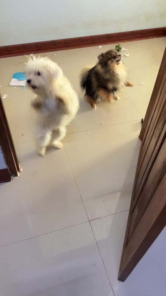TikTok video thumbnail by khamkasv