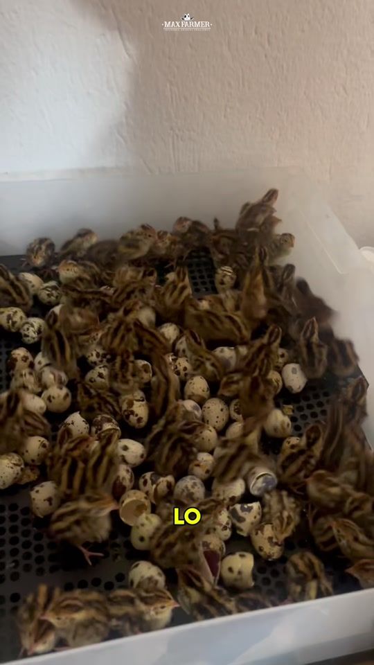 TikTok video thumbnail by max.farmer_