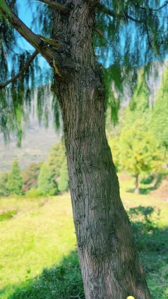 TikTok video thumbnail by tshering8664