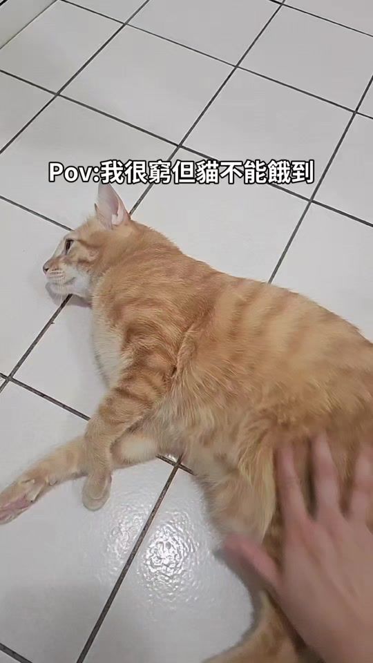 TikTok video thumbnail by orange__1224