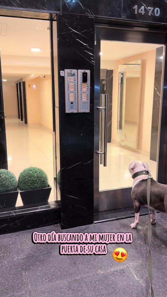 TikTok video thumbnail by thor.americanpit