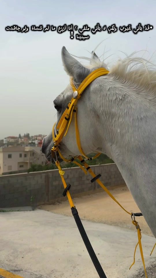 TikTok video thumbnail by abood.amarnah