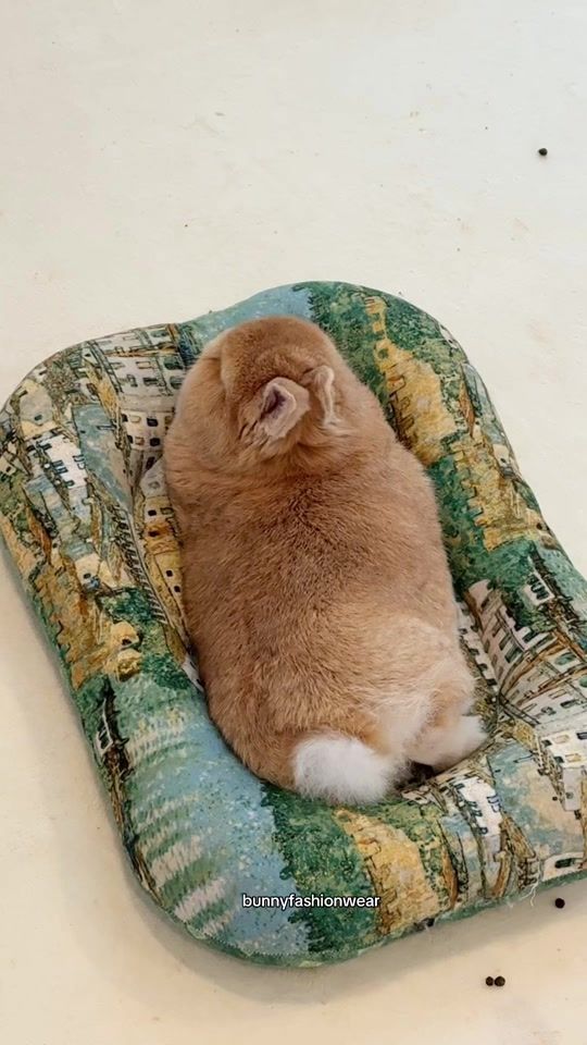 TikTok video thumbnail by eggiethebunny