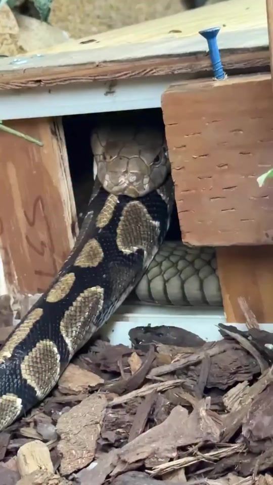 TikTok video thumbnail by raziel_853