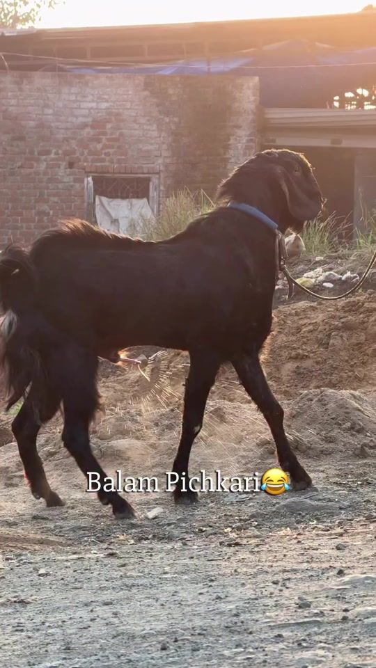 TikTok video thumbnail by arjunthapa2421