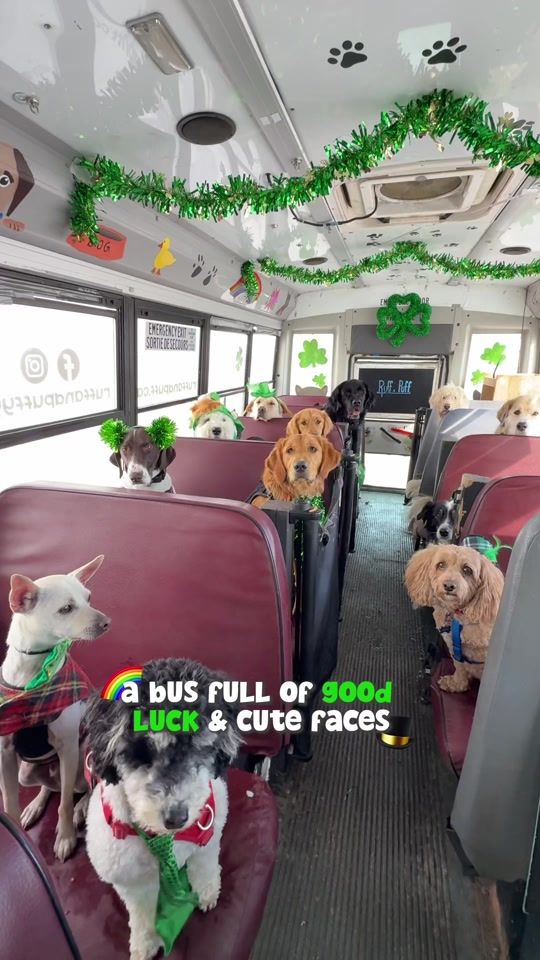 TikTok video thumbnail by ruffandpuffyyc