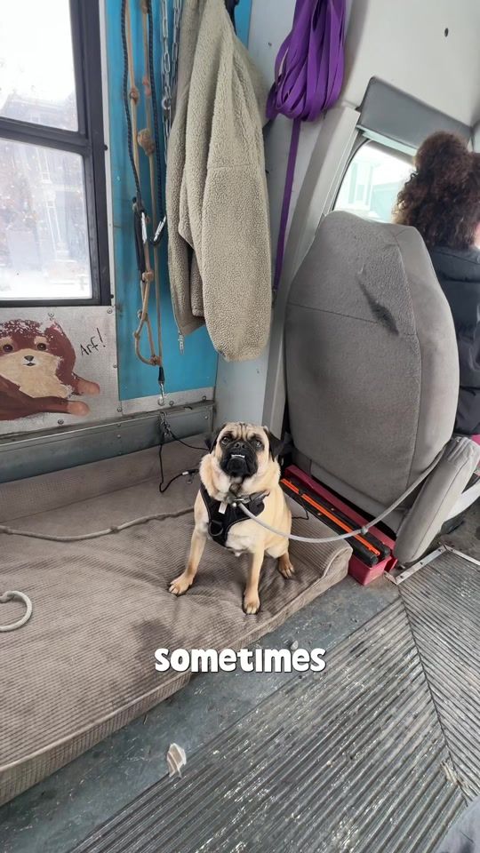 TikTok video thumbnail by ruffandpuffyyc