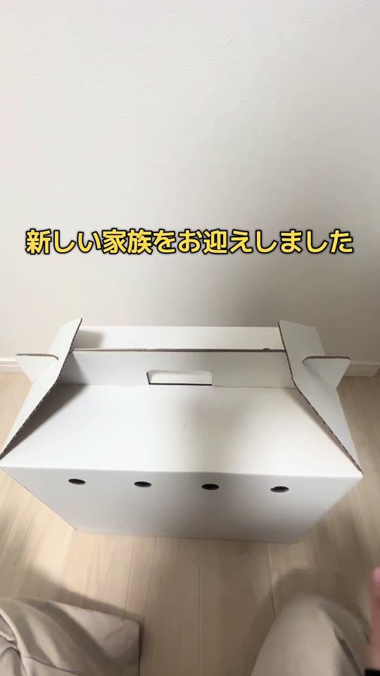 TikTok video thumbnail by jirou_mameshiba