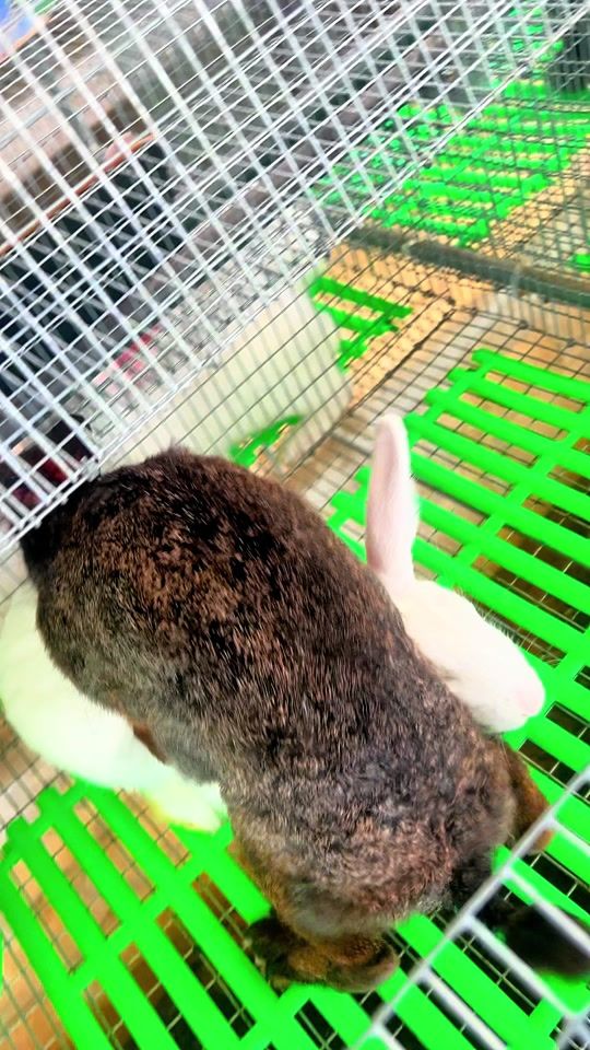 TikTok video thumbnail by djeneba_farm