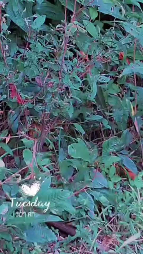 TikTok video thumbnail by idesty14