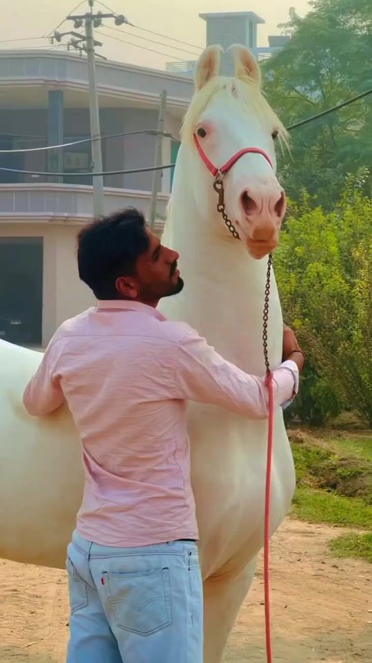 TikTok video thumbnail by punjabnizabazi