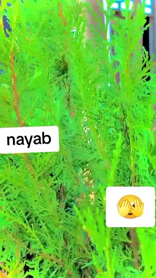 TikTok video thumbnail by nayabgull421