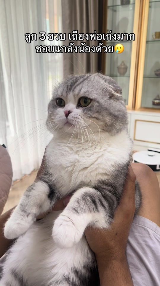 TikTok video thumbnail by bombie.cats