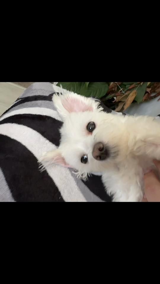 TikTok video thumbnail by max.maximus24