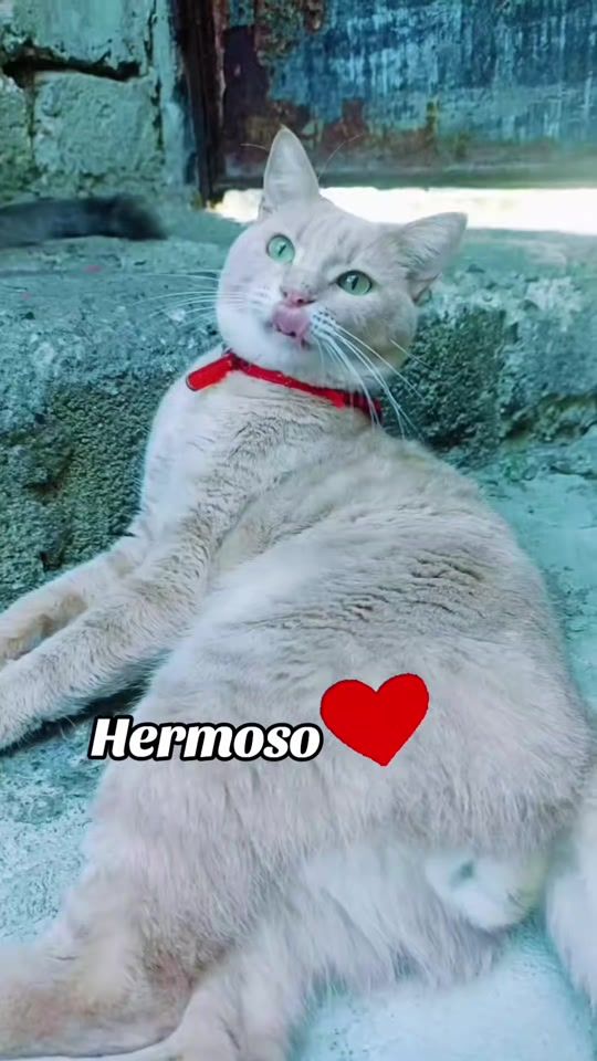 TikTok video thumbnail by maryispache946