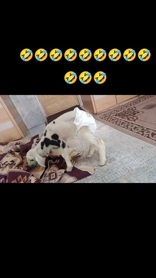 TikTok video thumbnail by mhmdayadalsry33gmail.co2