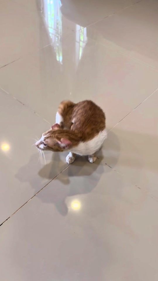 TikTok video thumbnail by kucing.yatiim