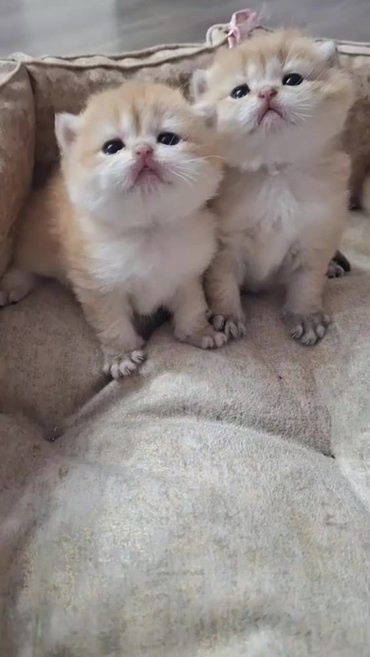 TikTok video thumbnail by zoo_jasmin