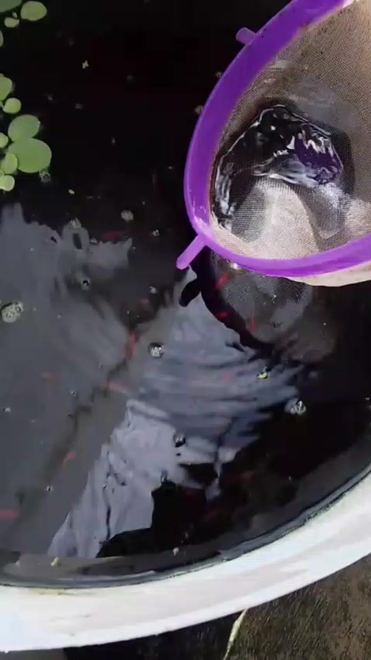 TikTok video thumbnail by anjelisjimenez