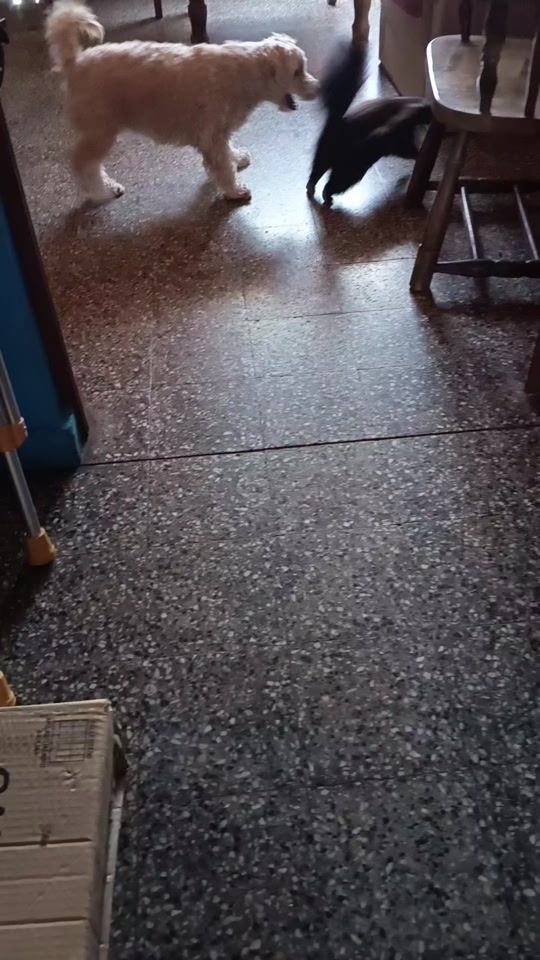 TikTok video thumbnail by yanettbarbieri