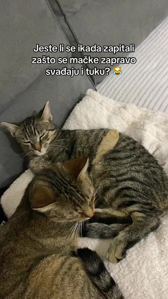 TikTok video thumbnail by simba.skviki