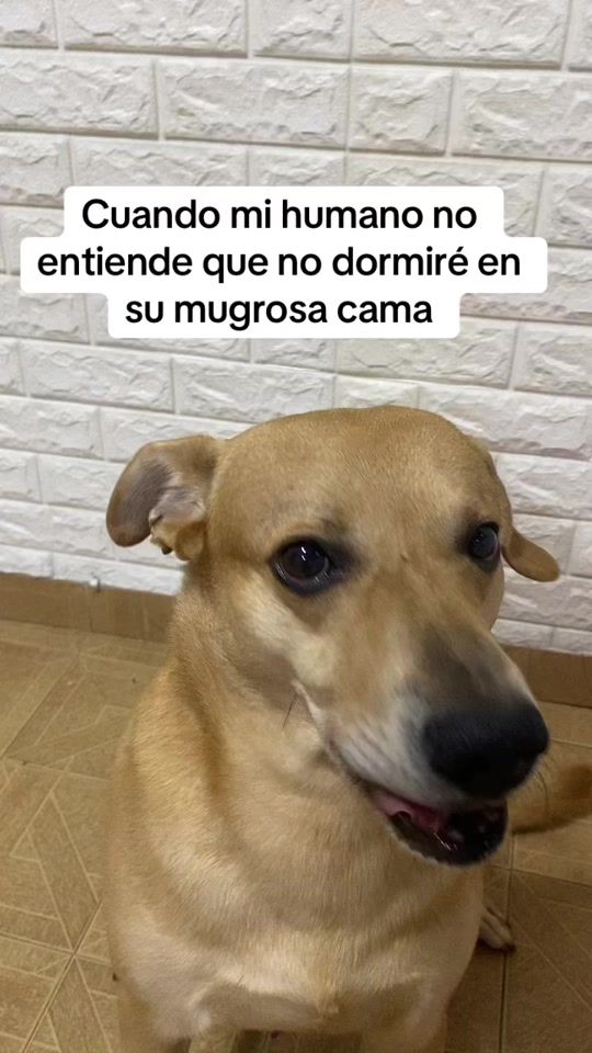 TikTok video thumbnail by rios_oficial99