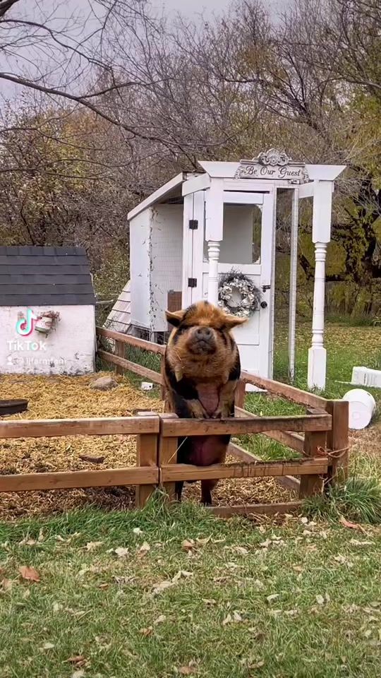 TikTok video thumbnail by ljfarmfam