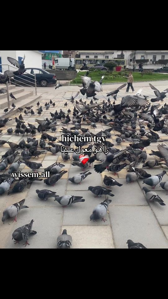 TikTok video thumbnail by wissem.all