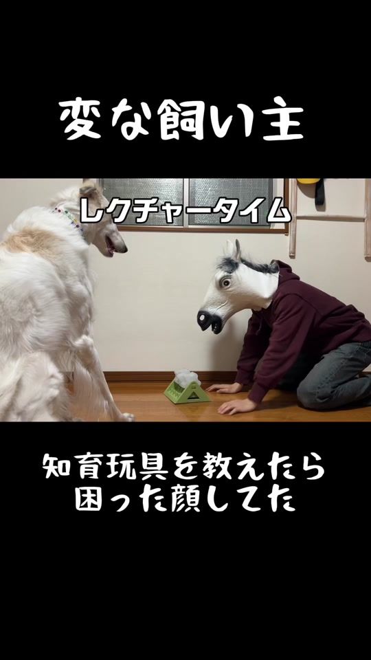TikTok video thumbnail by borzoi_to_asobo