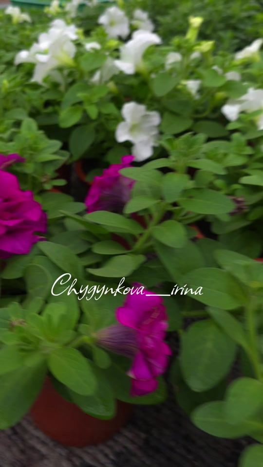 TikTok video thumbnail by ira_vid_kst