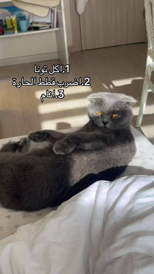 TikTok video thumbnail by lusin.bd