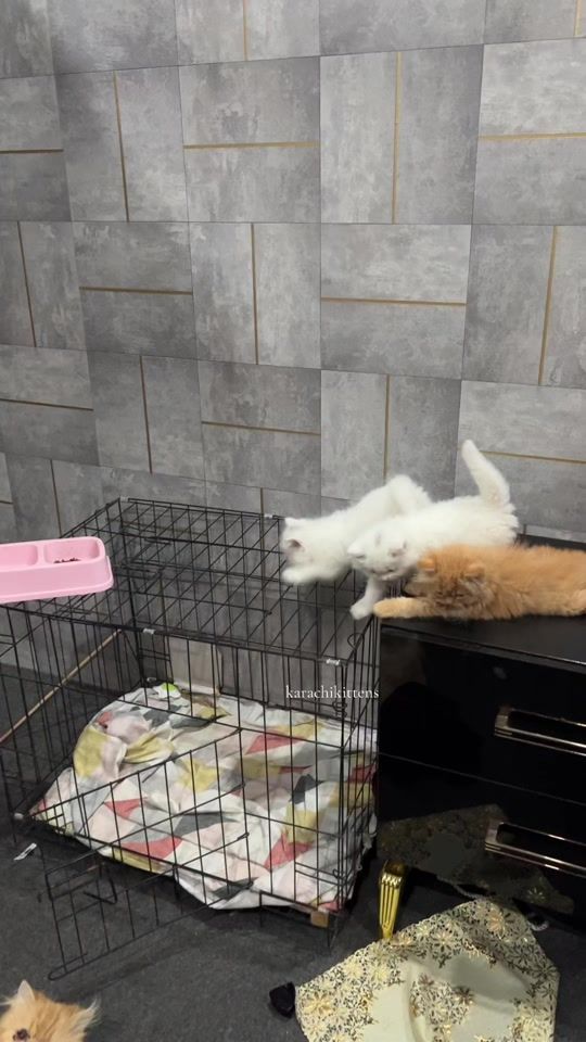 TikTok video thumbnail by karachikittens