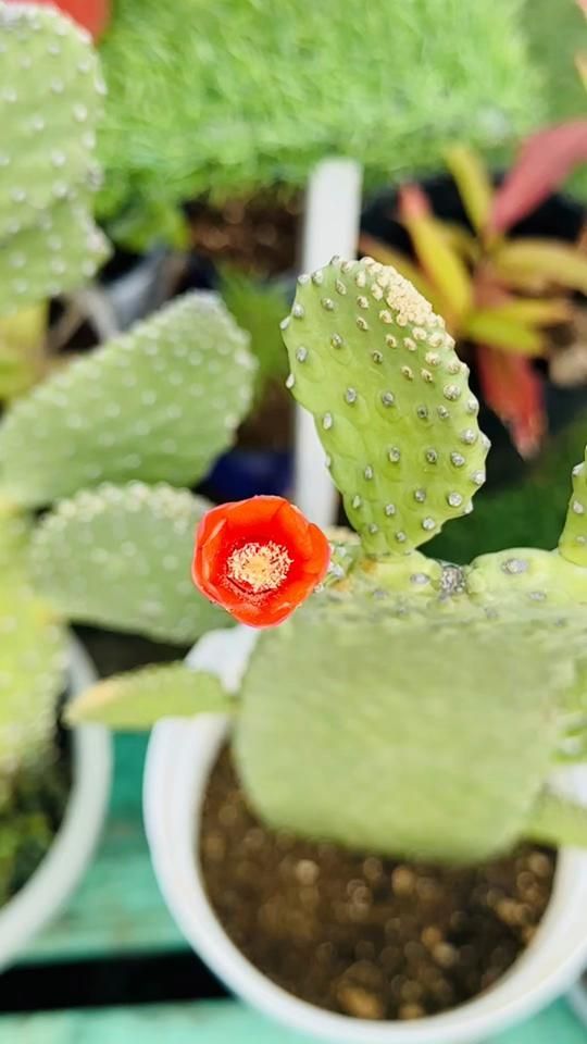 TikTok video thumbnail by zengardenspace