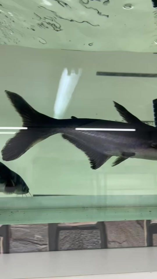 TikTok video thumbnail by akulazoo