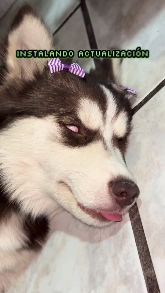 TikTok video thumbnail by la_pomsky