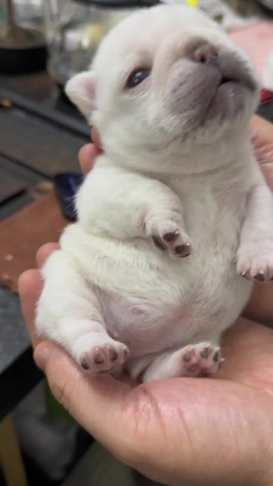 TikTok video thumbnail by thepibblepost