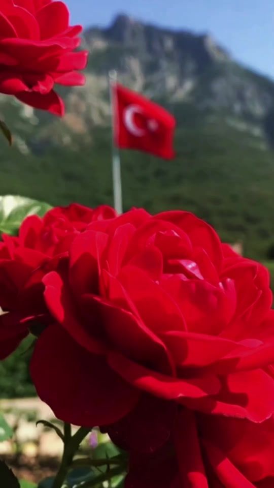 TikTok video thumbnail by ayhan_ayyildiz