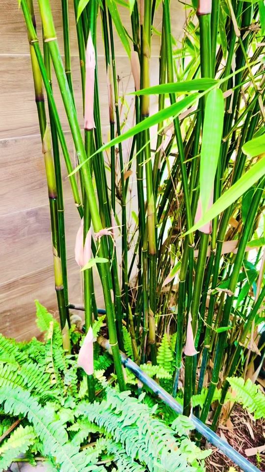 TikTok video thumbnail by natangarden2