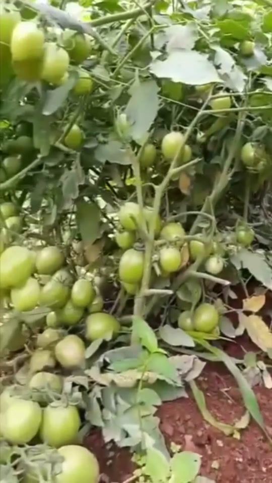 TikTok video thumbnail by jeffor_agro