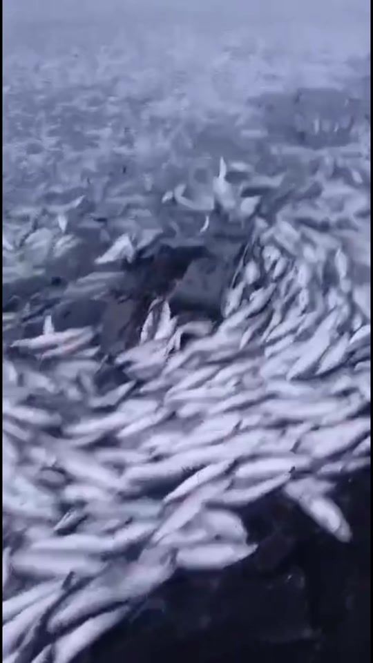 TikTok video thumbnail by smotri_65