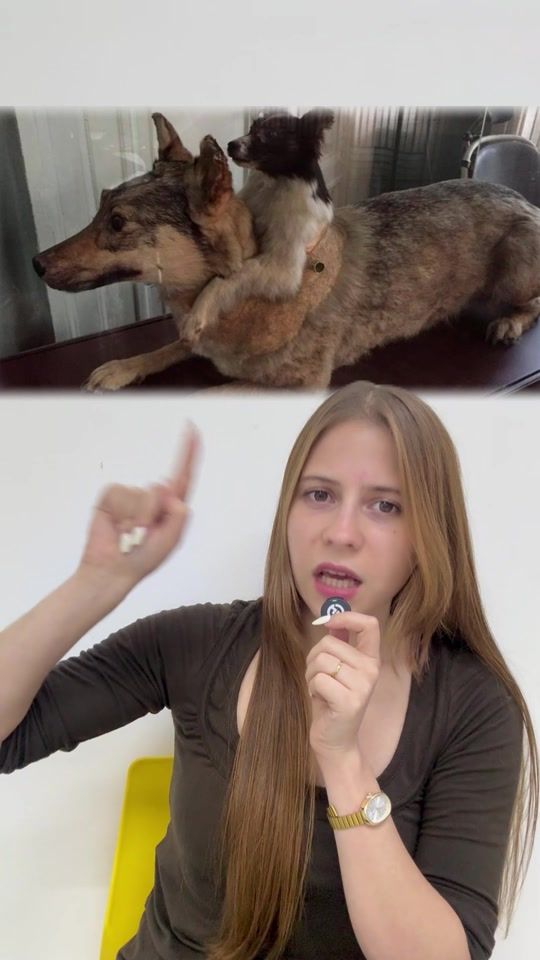 TikTok video thumbnail by enviospet_py