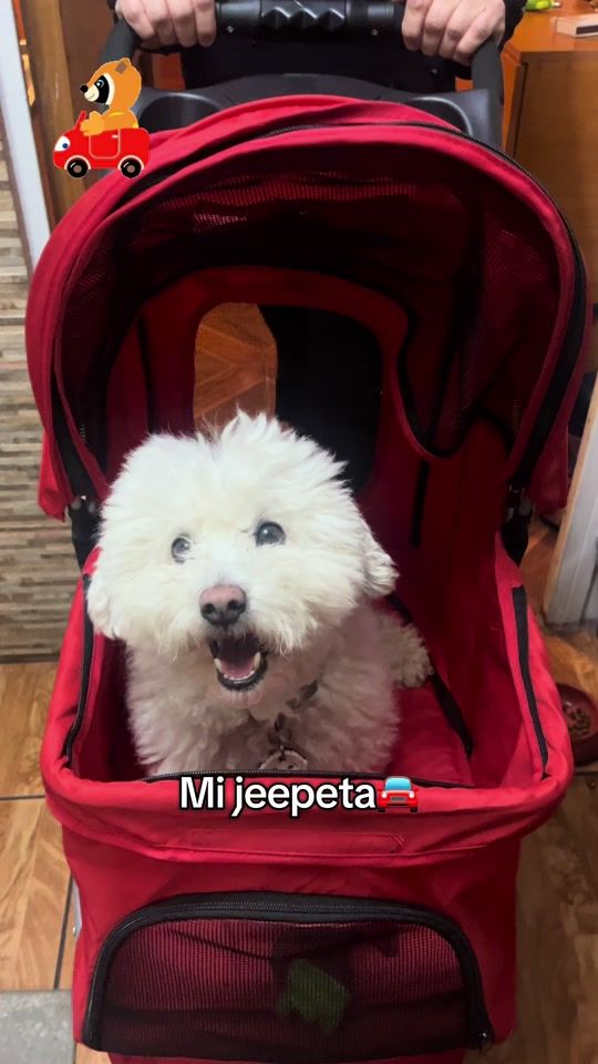 TikTok video thumbnail by copitoaventuras9