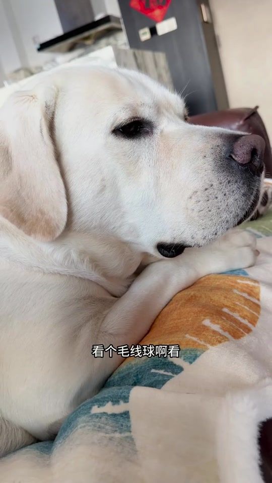 TikTok video thumbnail by tiechui_baba