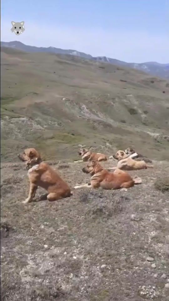 TikTok video thumbnail by mirzayev_225